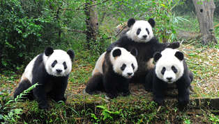 Pandas, China